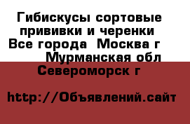 Гибискусы сортовые, прививки и черенки - Все города, Москва г.  »    . Мурманская обл.,Североморск г.